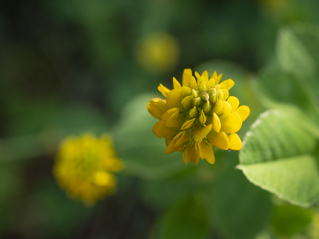 IMAGES\Hopklaver (medicago lupilina)\P1280341_sm.jpg